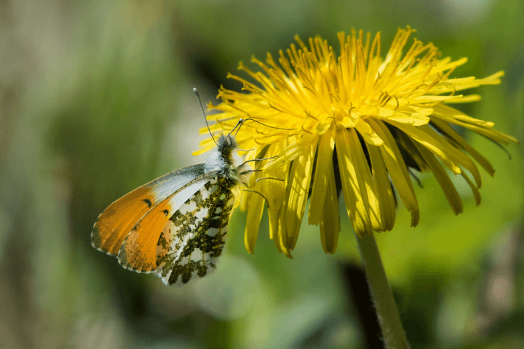 Close up of an Orange tipped butterfly on a dandelion