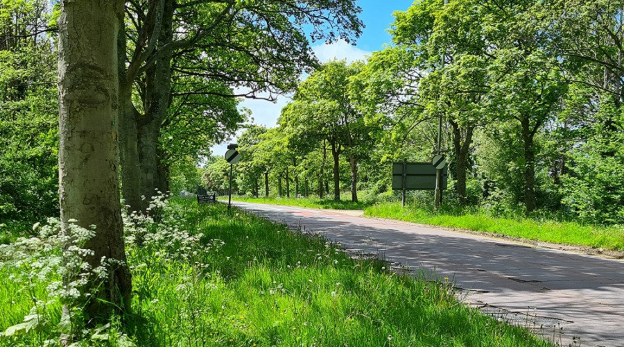 A photo of a tree-lined road in Wirral