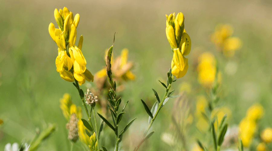 Close up of a rare yellow wildflower