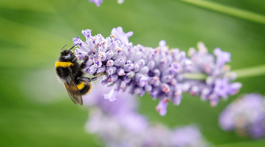 A yellow and black striped bee on a lavender flower