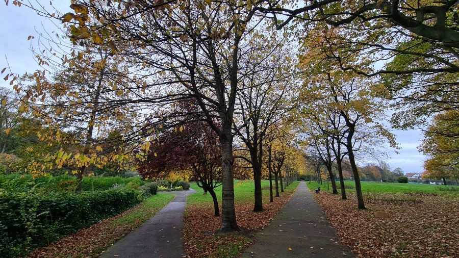 Avenue of trees in Ashton Park in West Kirby. Autumn yellow and orange leaves are on the trees and on the ground.