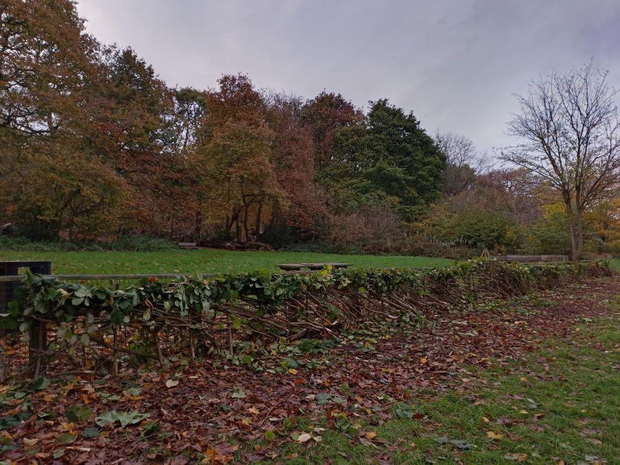 A grassed area with a new, neat hedgerow installed by the volunteers