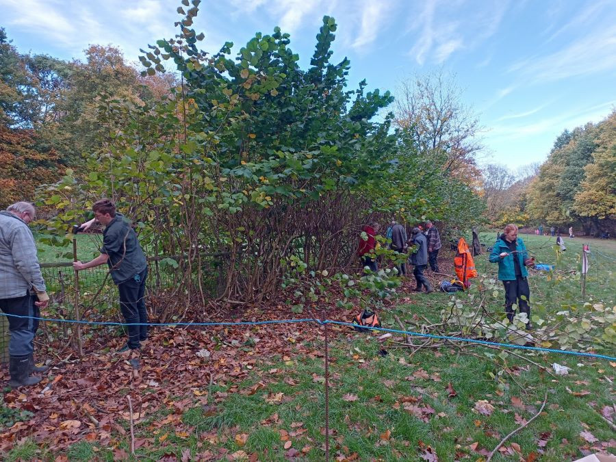 A small group of volunteers in a grassed area installing a new hedge row