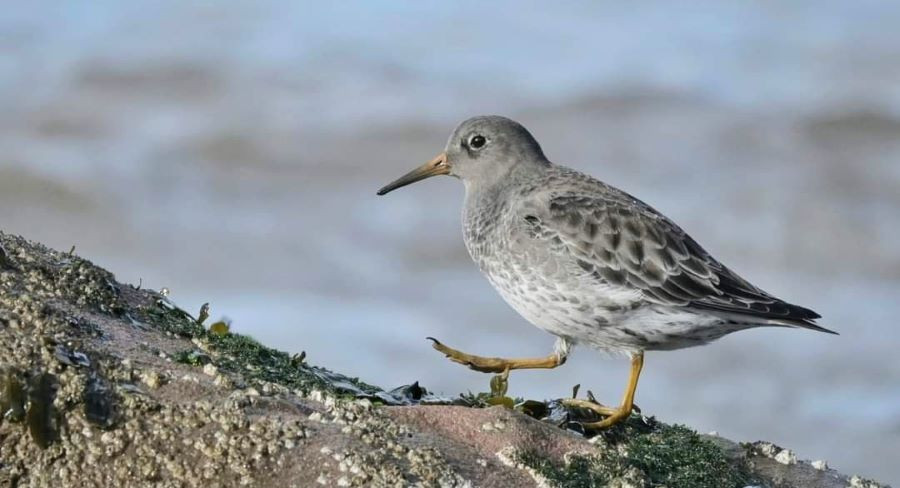 Close up of a Purple Sandpiper bird walking along a rock. The bird has grey and white feathers and yellow legs, feet and beak. 