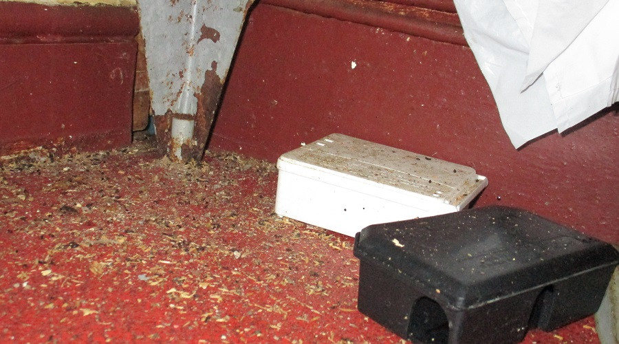Mouse droppings and gnawed materials under shelving in Saffron kitchen