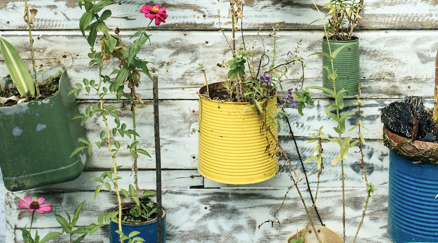 Recycled brightly painted tins as planters attached to reclaimed wooden wall