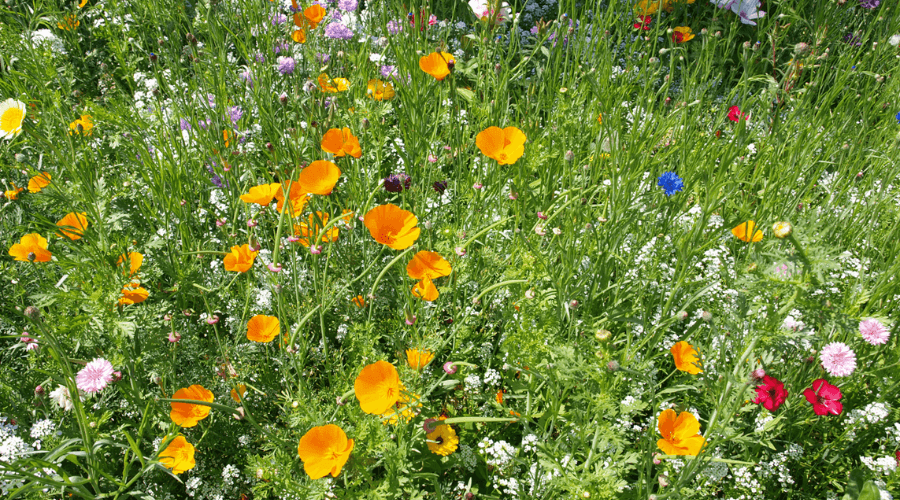 Orange, blue, white and pink wildflowers