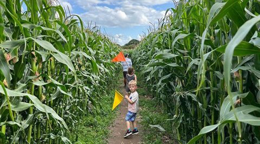 Children exploring Brimstage maize maze