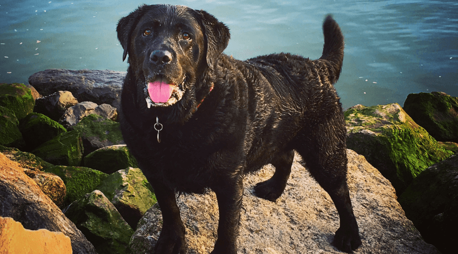 A picture of a black labrador