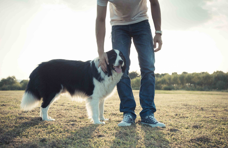 A man's legs standing next to a border collie in an empty field