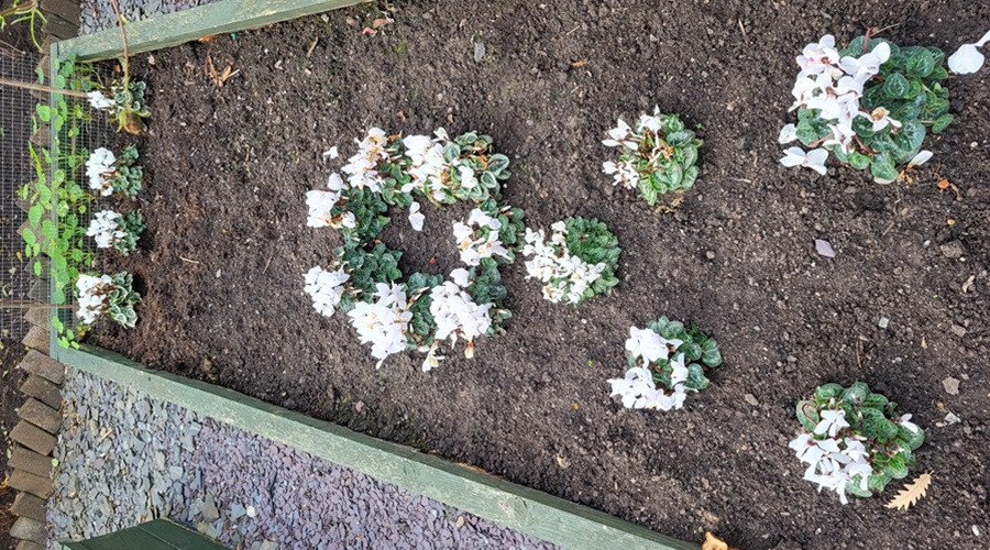 An example of a white ribbon flower arrangement