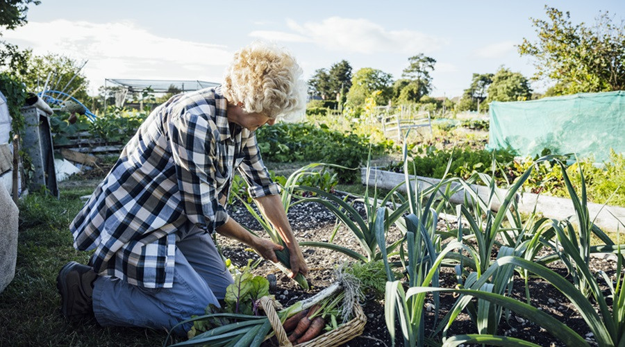 Tenant tending their allotment