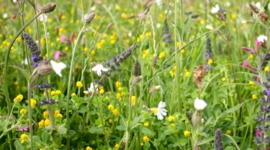 Wildflower meadow in bloom
