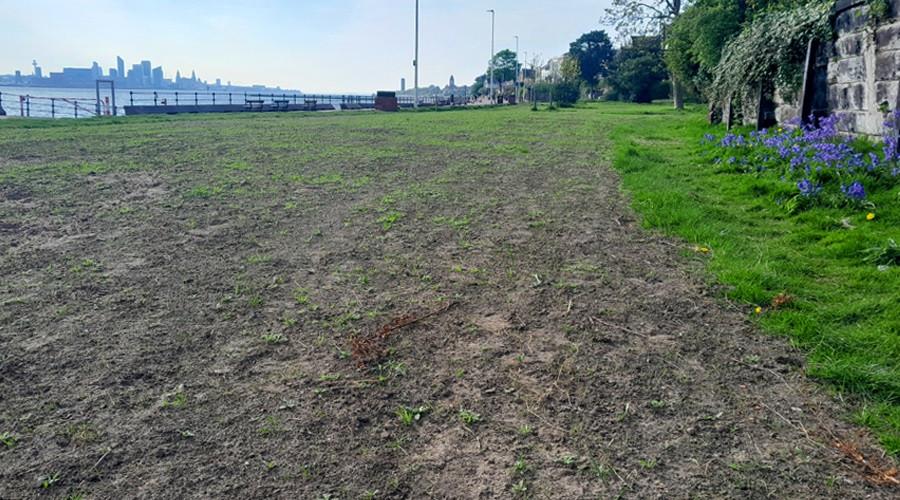 Wildflower meadow after planting