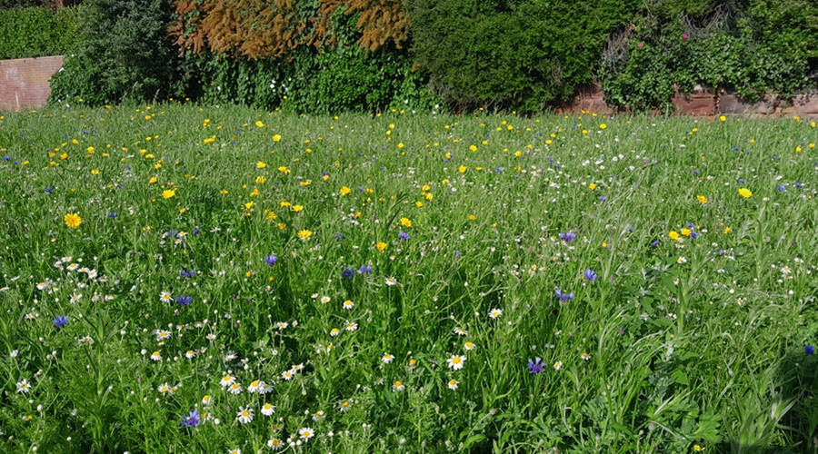 Magazines Promenade wildflower meadow in bloom