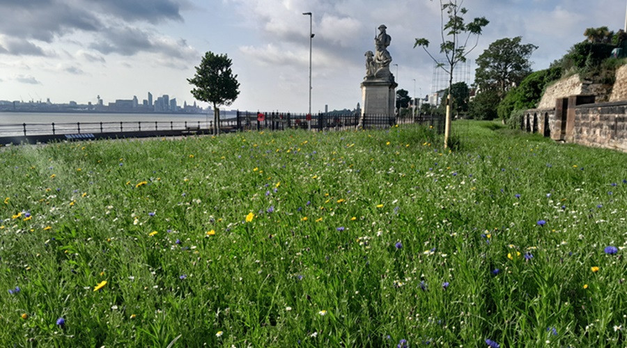 Magazines Promenade wildflower meadow in bloom