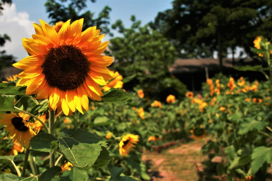 A close up of a yellow sunflower