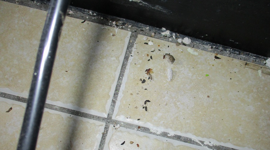 Evidence photo showing mouse droppings inside Wallasey pizza takeaway