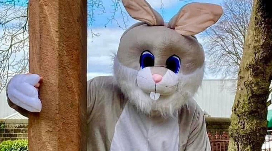 Easter bunny charater close up