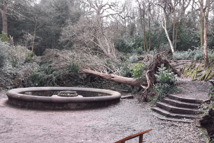 Large tree fallen next to the bear pit at Eastham Country Park