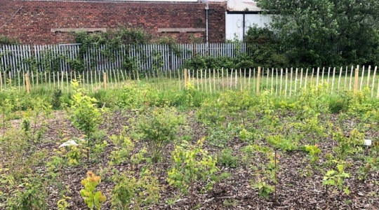 Newly-planted trees growing in Citrine Park in Wallasey