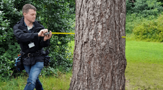 A person with a tap measure wrapped around a tree, so that they can measure how big the tree is. 