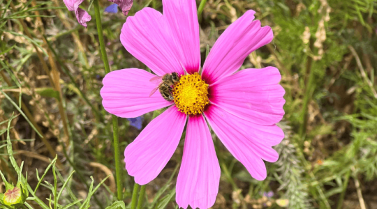 Close up of a wasp on a big pink flower