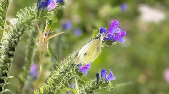 A white butterfly with closed wings on a little purple wildflower