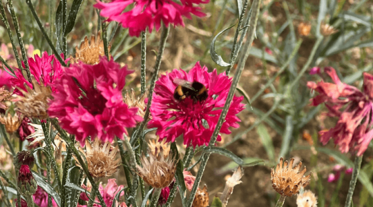 Yellow and black striped bee on a bright pink wildflower