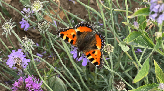 Red and black patterned butterfly with its wings open on a purple wildflower