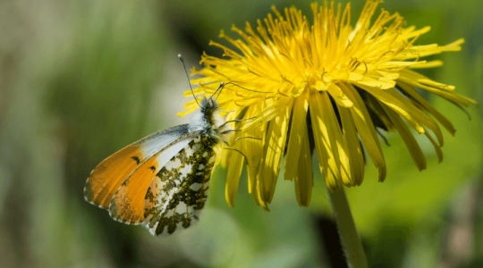 Close up of an orange tipped butterfly on a yellow dandelion