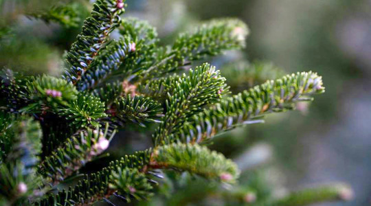 Close up of the branches of a douglas fir Christmas tree