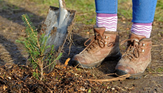 Small tree planted in the ground with a person standing next to it. The image is a close up of their feet and they are holding a spade. The tree is about 30cm tall.