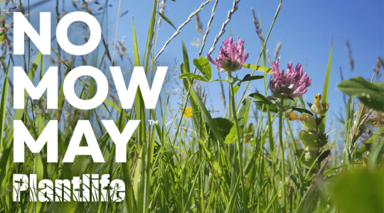 Picture of grass and wildflowers with white text over the image saying 'No Mow May' 'Plantlife' 