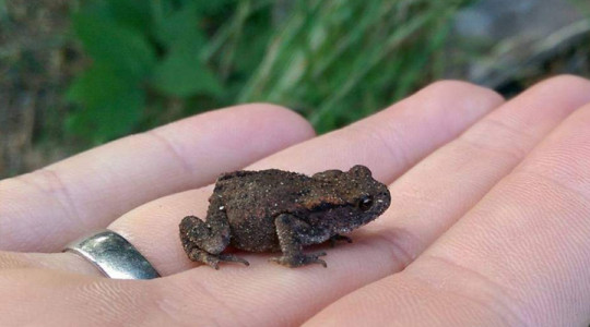 Frogs, newts and toads are thriving