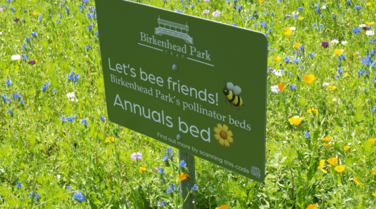 A green sign that says 'Let's bee friends! Birkenhead Park pollinator beds. Annuals bed' with a bed of blue, yellow and white wildflowers behind.