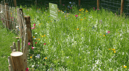 A large bed of pink, white, yellow and blue wildflowers and grass.