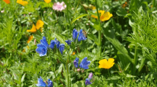 Close up of a wasp on a blue wildflower with yellow wildflowers in the background.