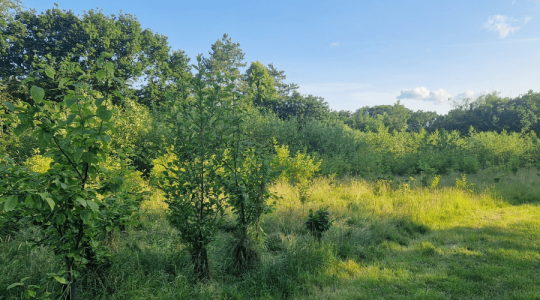 New developing woodland area in Walker Park, the trees are lush and green.