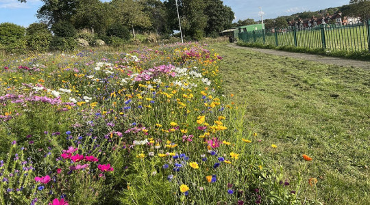 Mersey Park pollinator site in bloom