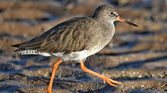Redshank at Wirral Country Park