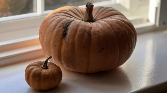 A medium and small pumpkin on a window ledge.