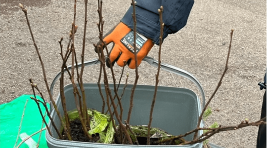 Close-up of sapling trees in a bucket, ready for people to come and collect