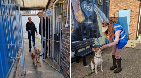 Two photos from Wirral Council Kennels
