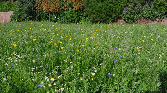 Magazines Promenade wildflower meadow in bloom