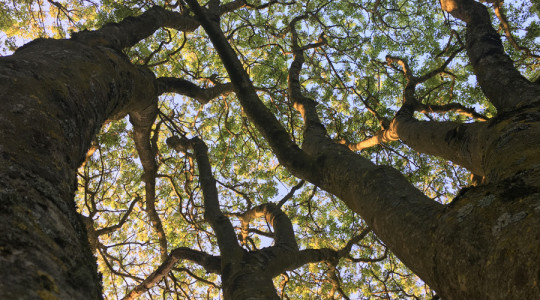 ash tree
