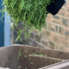 Grass cuttings being put into a brown bin