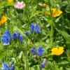 Close up of a wasp on a blue wildflower with yellow wildflowers in the background.
