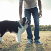 A man's legs standing next to a border collie in an empty field