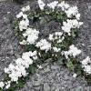 An example of a white ribbon flower arrangement